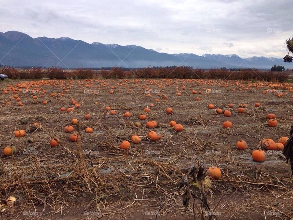 Pumpkin patch