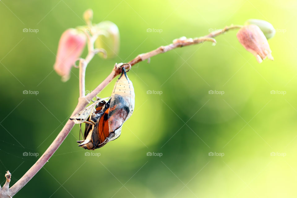 Butterfly life cycle on the spring. It's called as metamorphosis from caterpillar to become the beautiful parts that make up the butterfly.