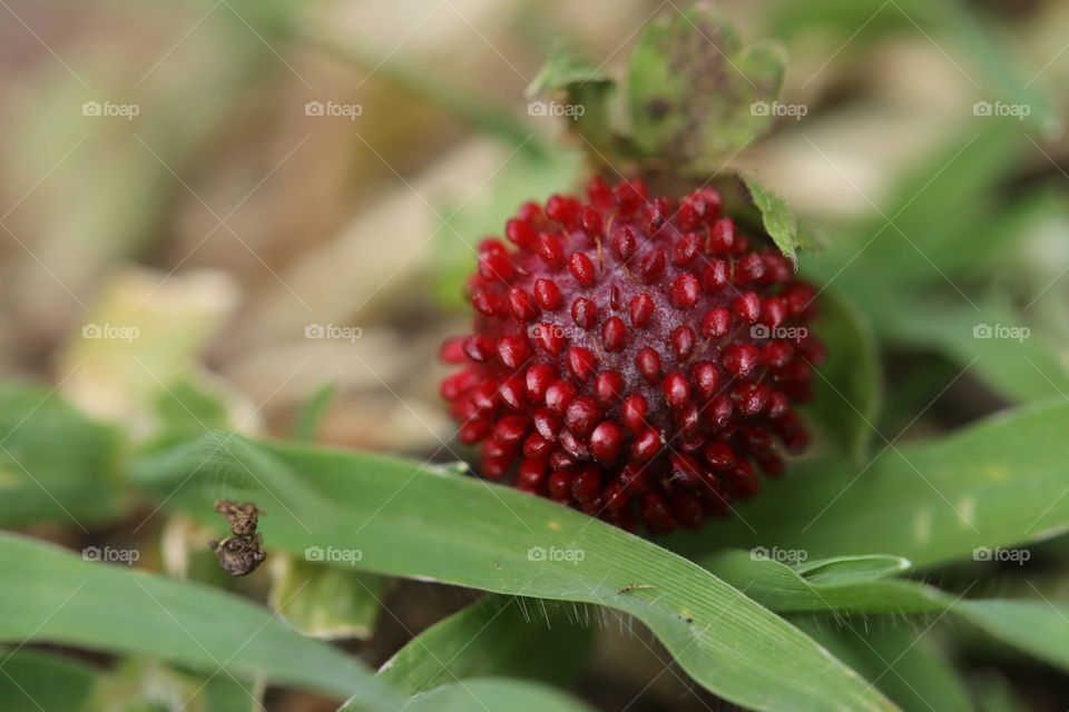 strawberry macroshot