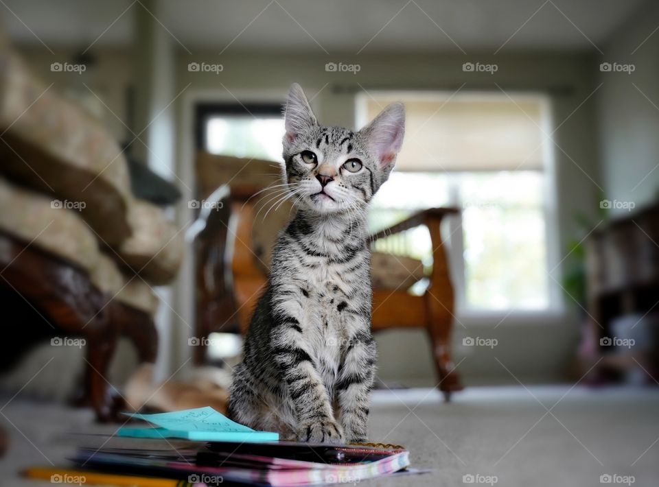 This curious foster kitty sits for just a second in the living room, taking a break from chasing his siblings.