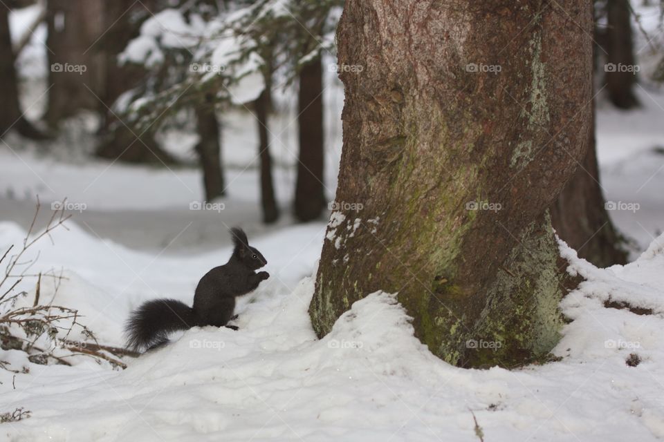 Squirrel sitting on snow