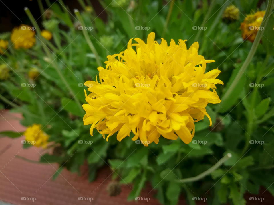 Beautiful Flower Marigold