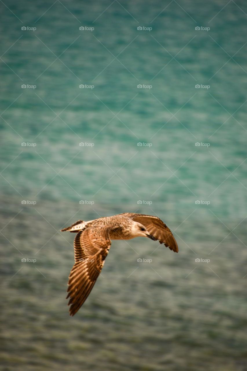 A stunning capture of a seagull in mid-flight over the turquoise waters. The bird’s wings are fully extended, while a distant yellow buoy adds a subtle contrast to the blue of the ocean.