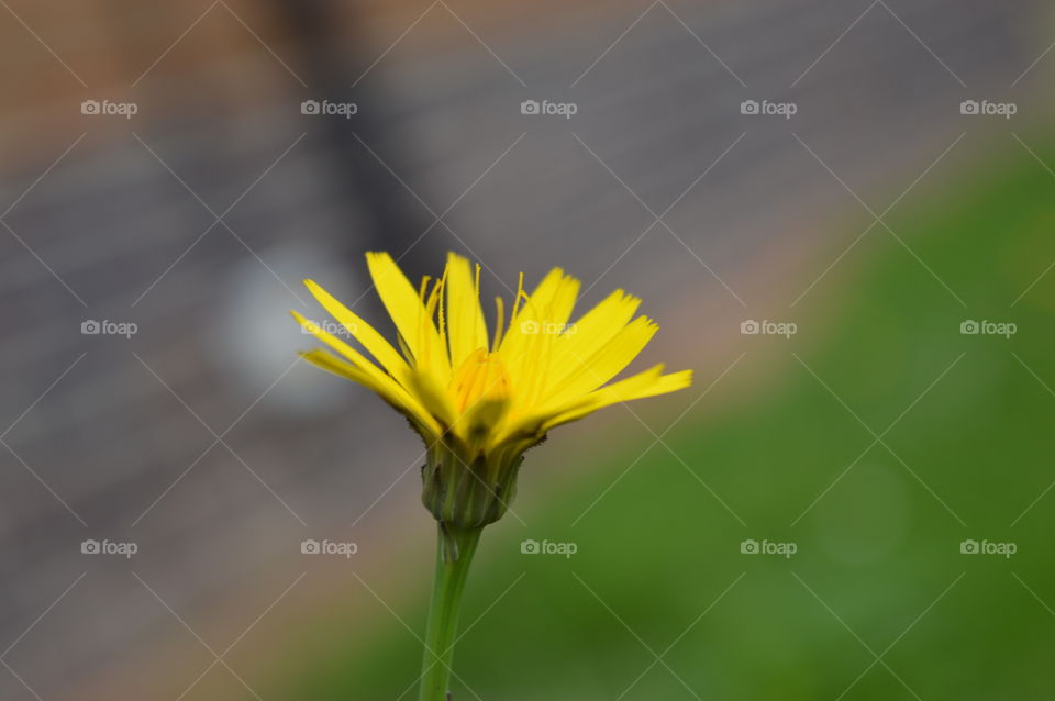 Close-up of yellow fower
