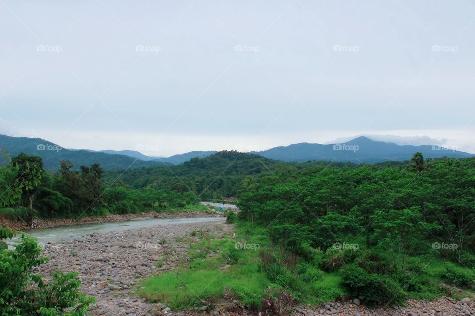 Trees grow on the banks of the river because their roots soak up water, so you can see how fertile the trees on the banks of the river can be seen from their very green and fertile leaves.