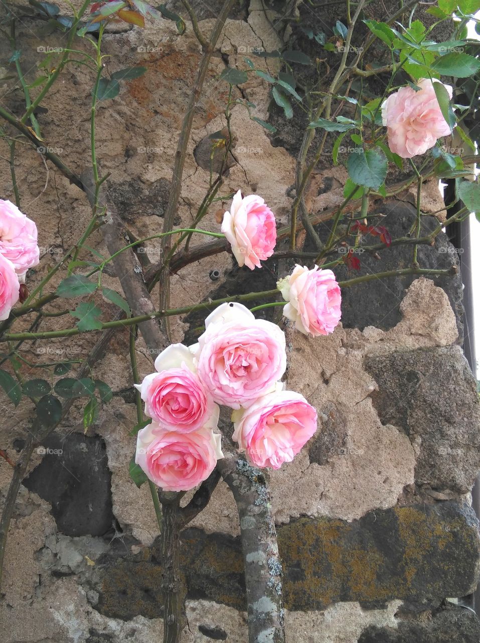 pink roses