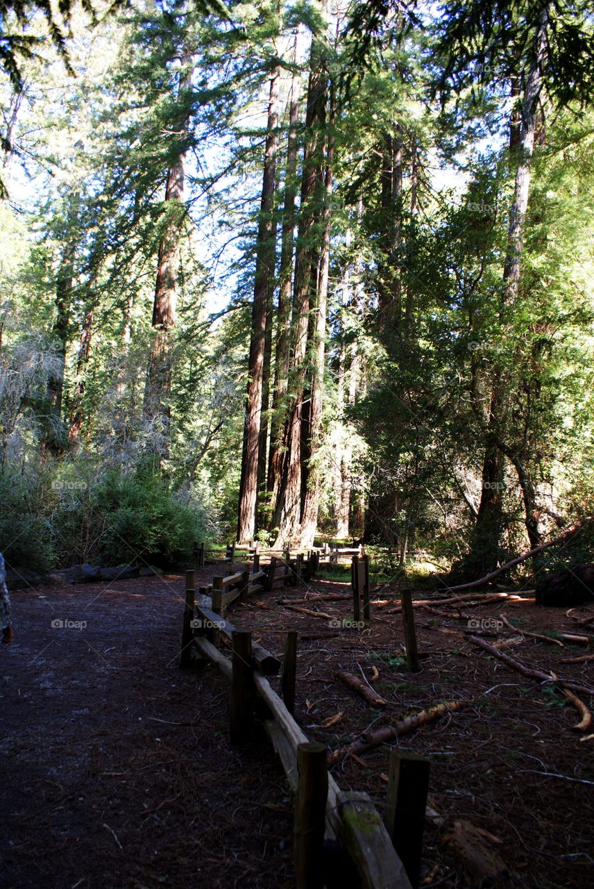 Wood, Tree, Nature, Landscape, Park