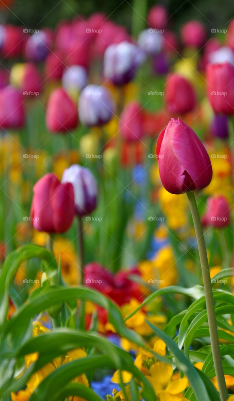 Colorful tulips in the garden