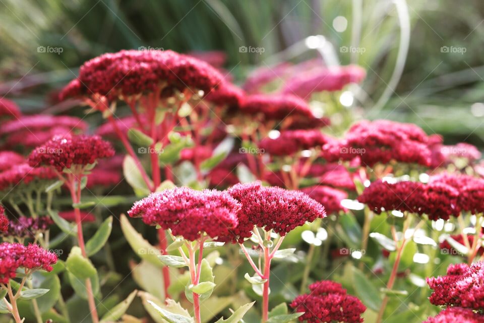 Flowering autumn 