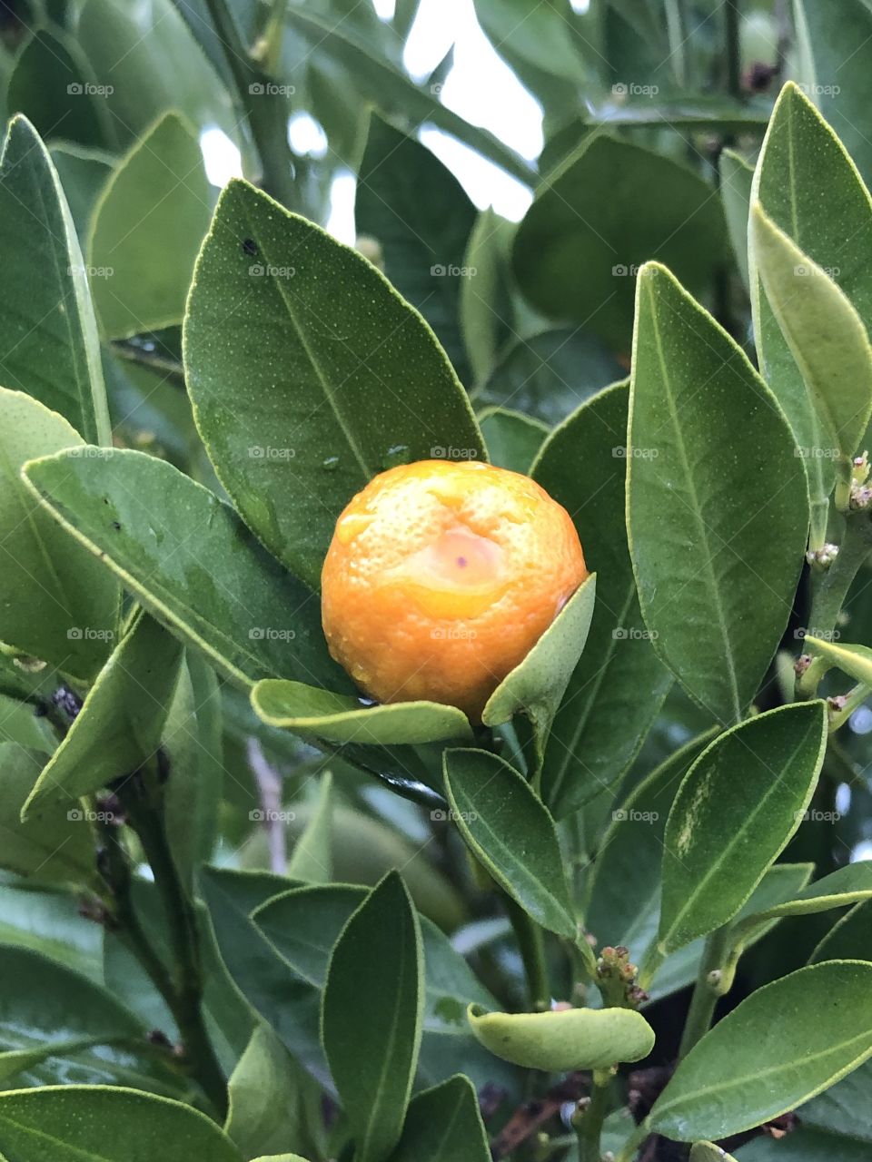 Mandarin on the tree 