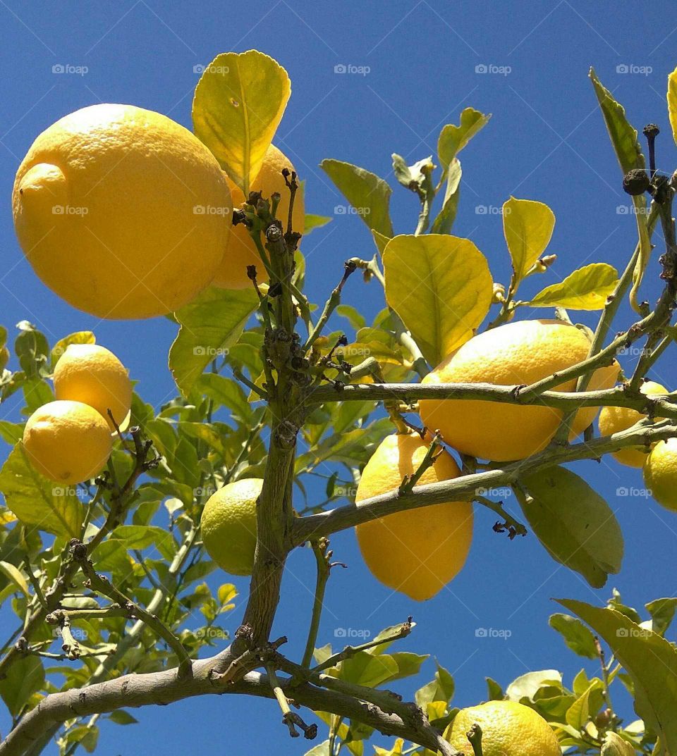 Lemon fruit growing on branch against sky