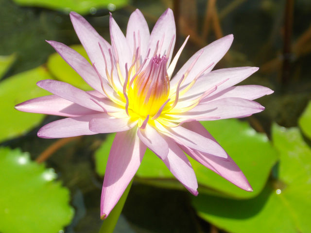 Beautiful lotus flower