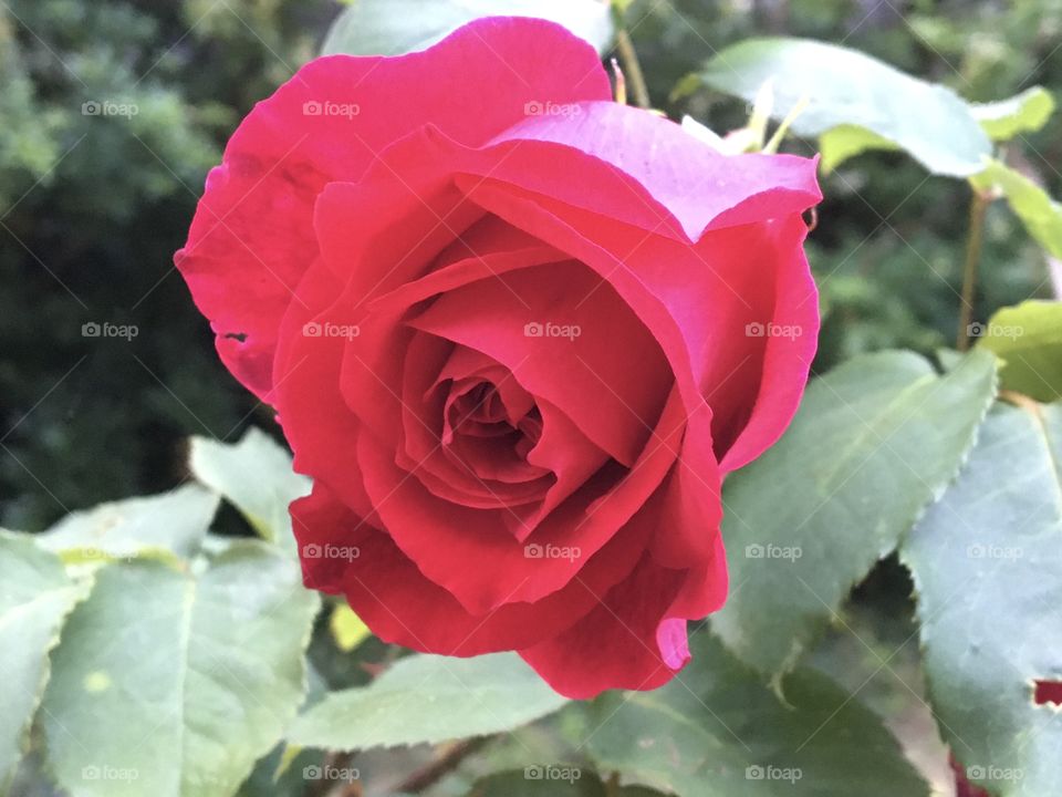 Morning fresh red rose in garden