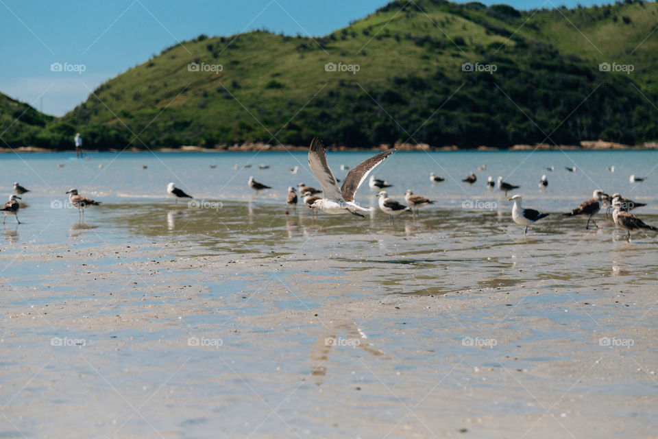 Praia com paisagem linda e fantástica no Brasil, na região do Lagos no Rio de Janeiro, em Búzios. Uma ilha incrível de conhecer!