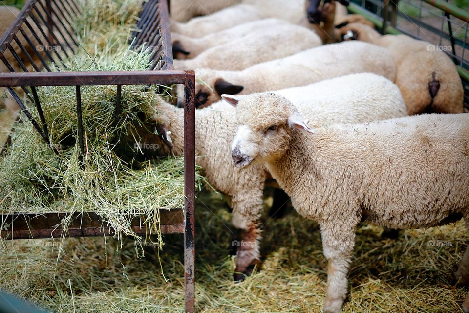 Sheep eating in barnyard 