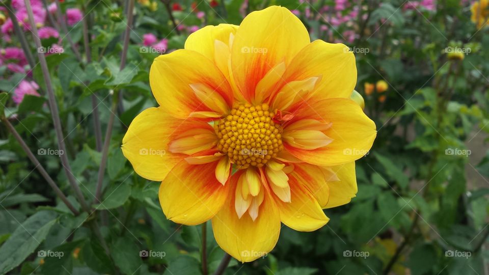 Hotcakes Dahlia Flower