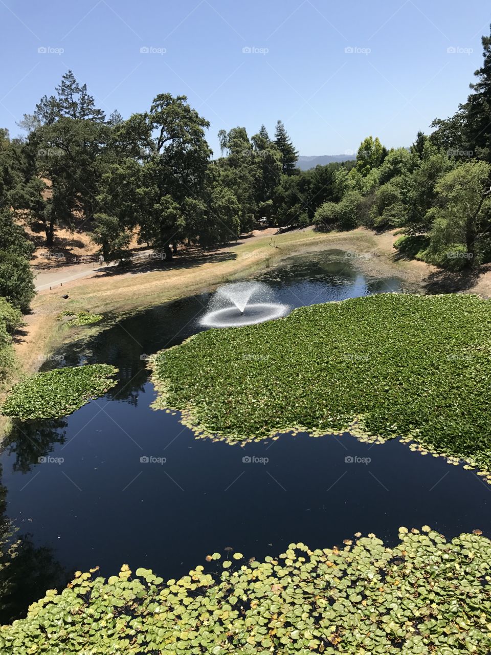 Napa winery grounds