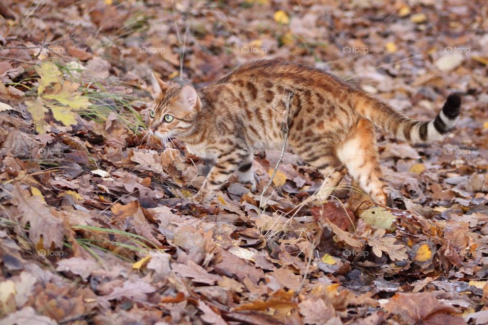 Bengal camouflage - dressed for Autumn