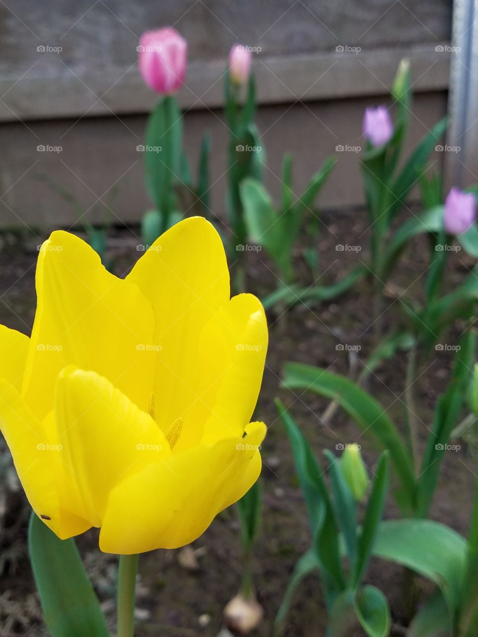 Tulips making an appearance