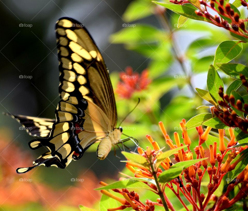 Butterfly lands on a spring flower