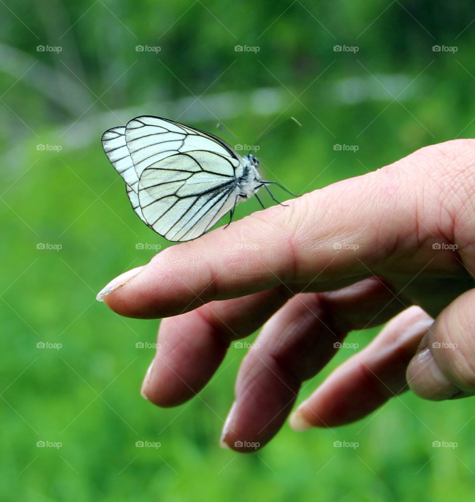 nature white butterfly hand by uyka