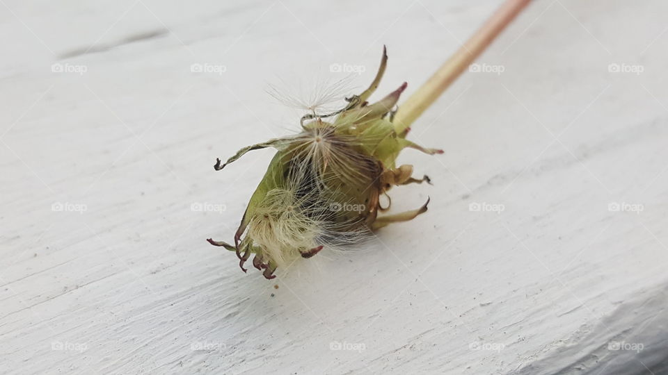 Dandelion blooming bud