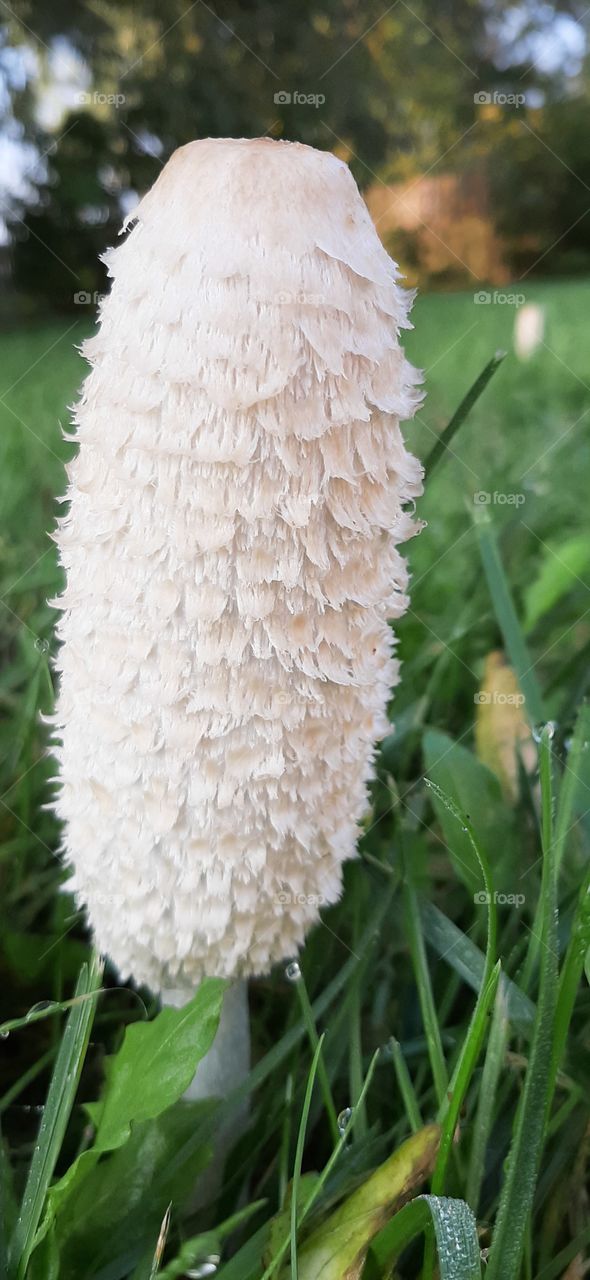 white mushroom on the garden