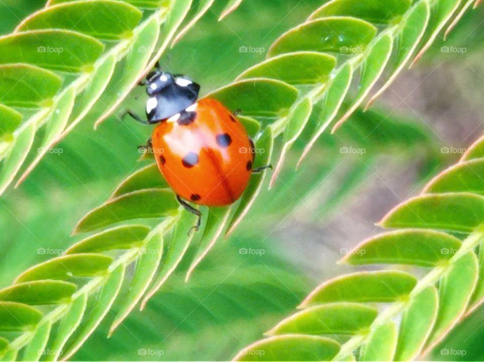 The seven-point ladybird is the most numerous, trans-Palearctic species of ladybirds.