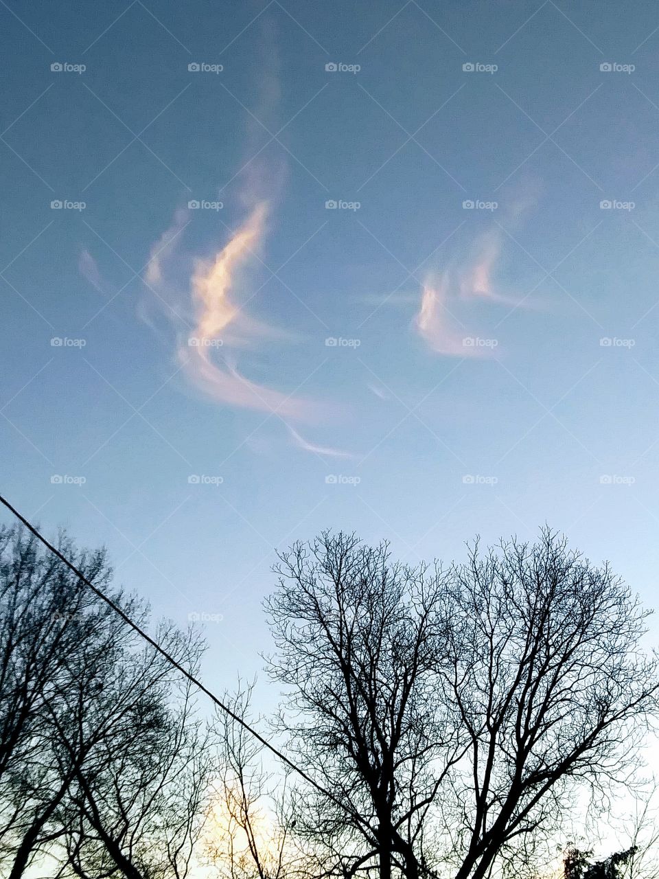 cirrus clouds above trees