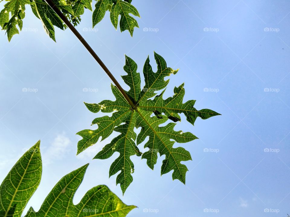 papaya leaf