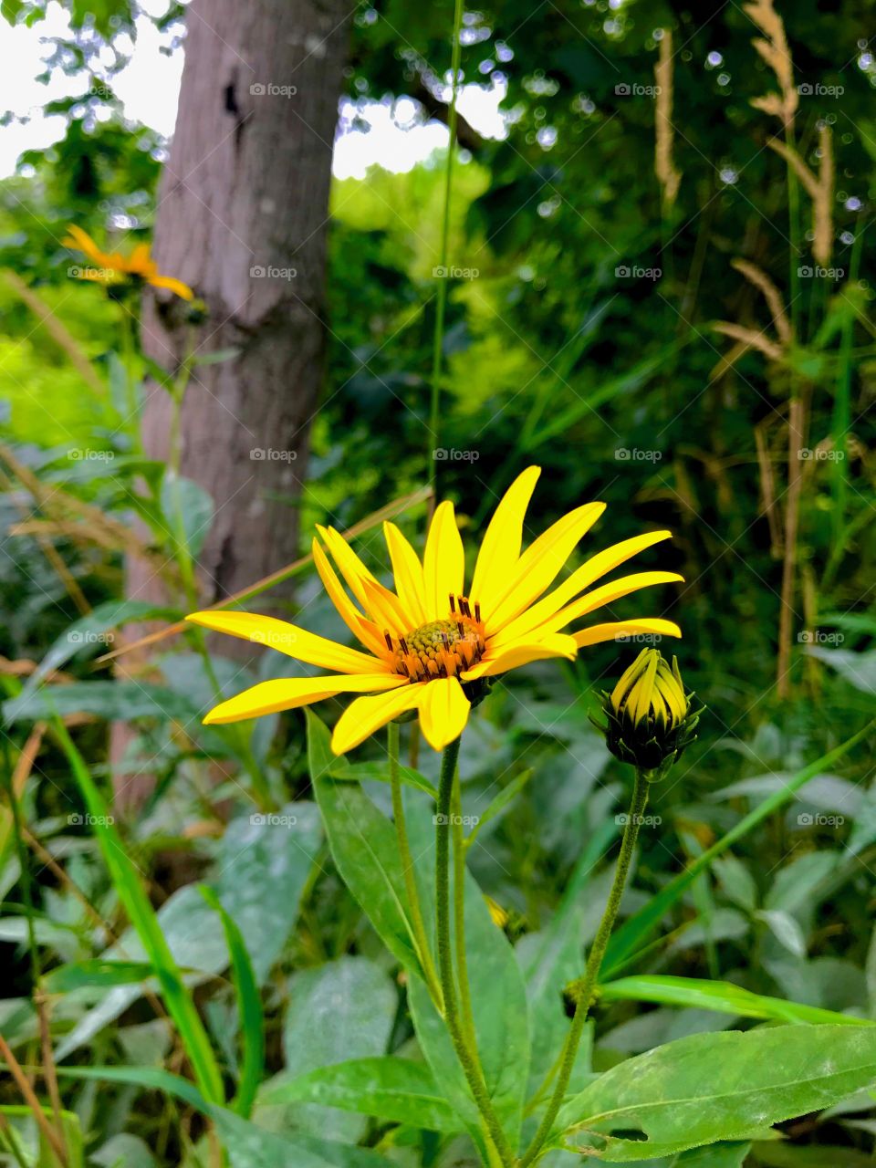 Simple yellow flower 