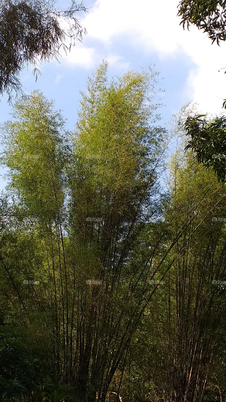 bamboo tree