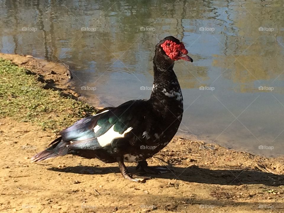 The odd duck at the pond. 