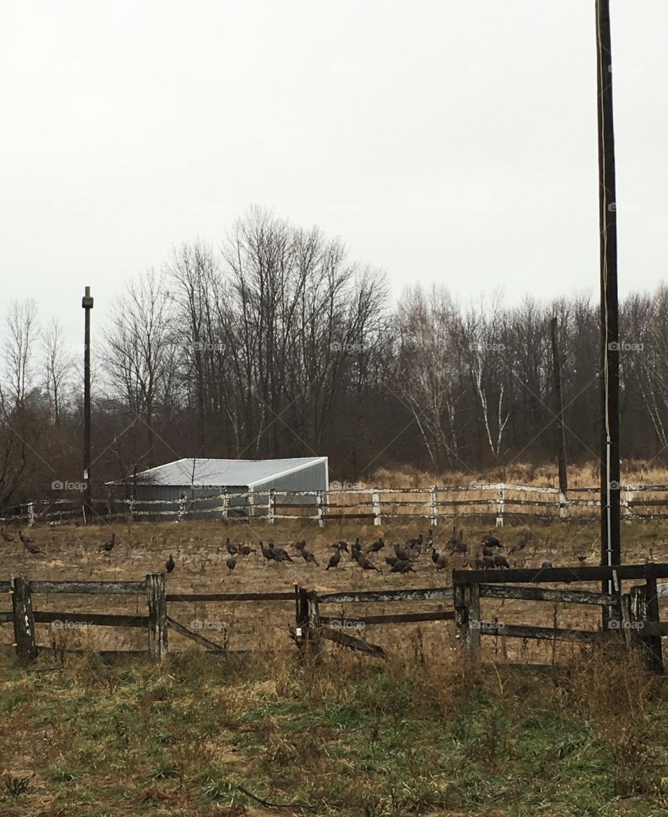 Wild turkeys on abandoned farm. 