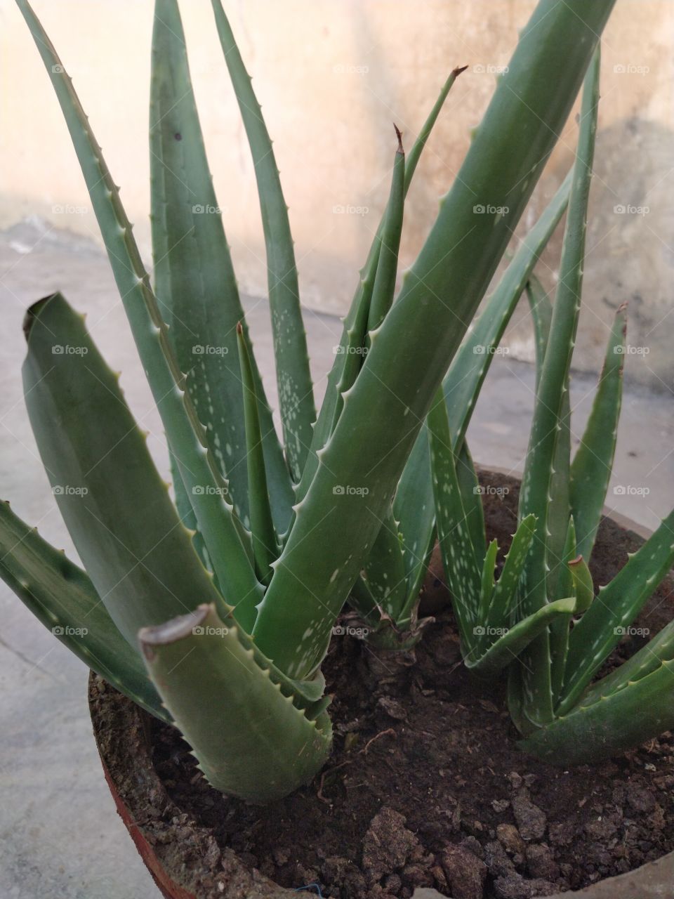 Aloe vera is a stemless or very short-stemmed plant growing to 60–100 cm (24–39 in) tall, spreading by offsets. The leaves are thick and fleshy, green to grey-green, with some varieties showing white flecks on their upper and lower stem surfaces.