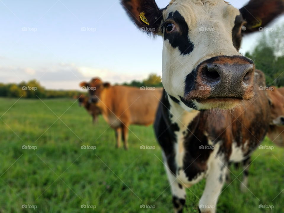 Cow, Agriculture, Mammal, Cattle, Pasture