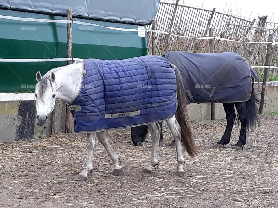 horse looks into the camera
