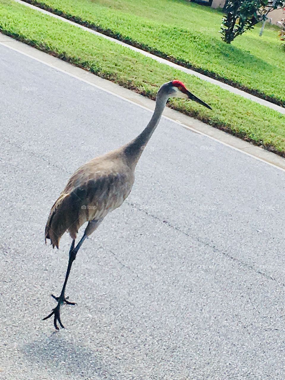 Florida Sandhill Crane crossing the road