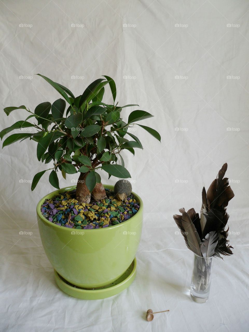 Ficus indoor plants uplifting and joy