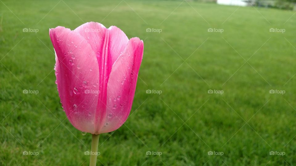 Tulip after the rain.