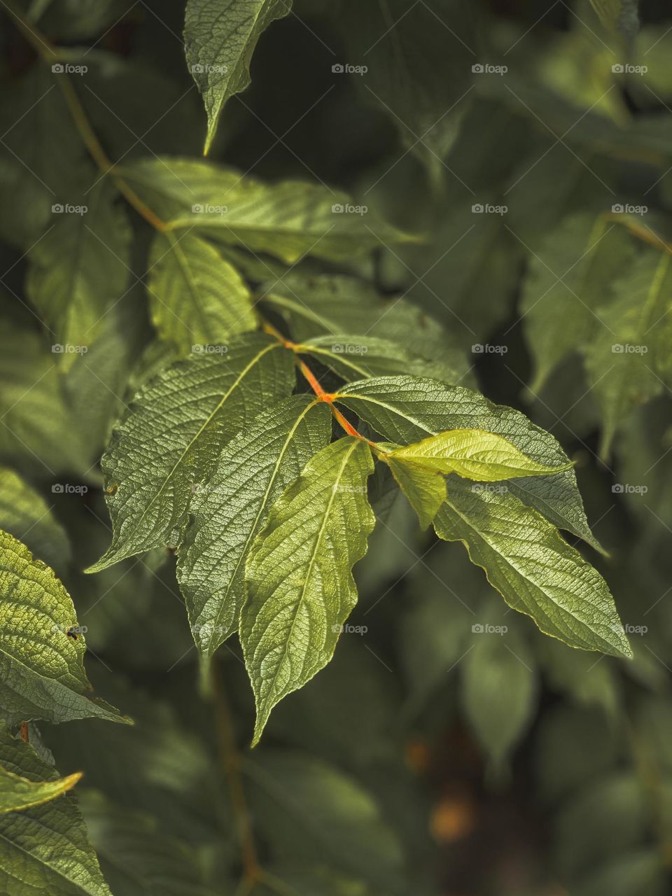 Leaves