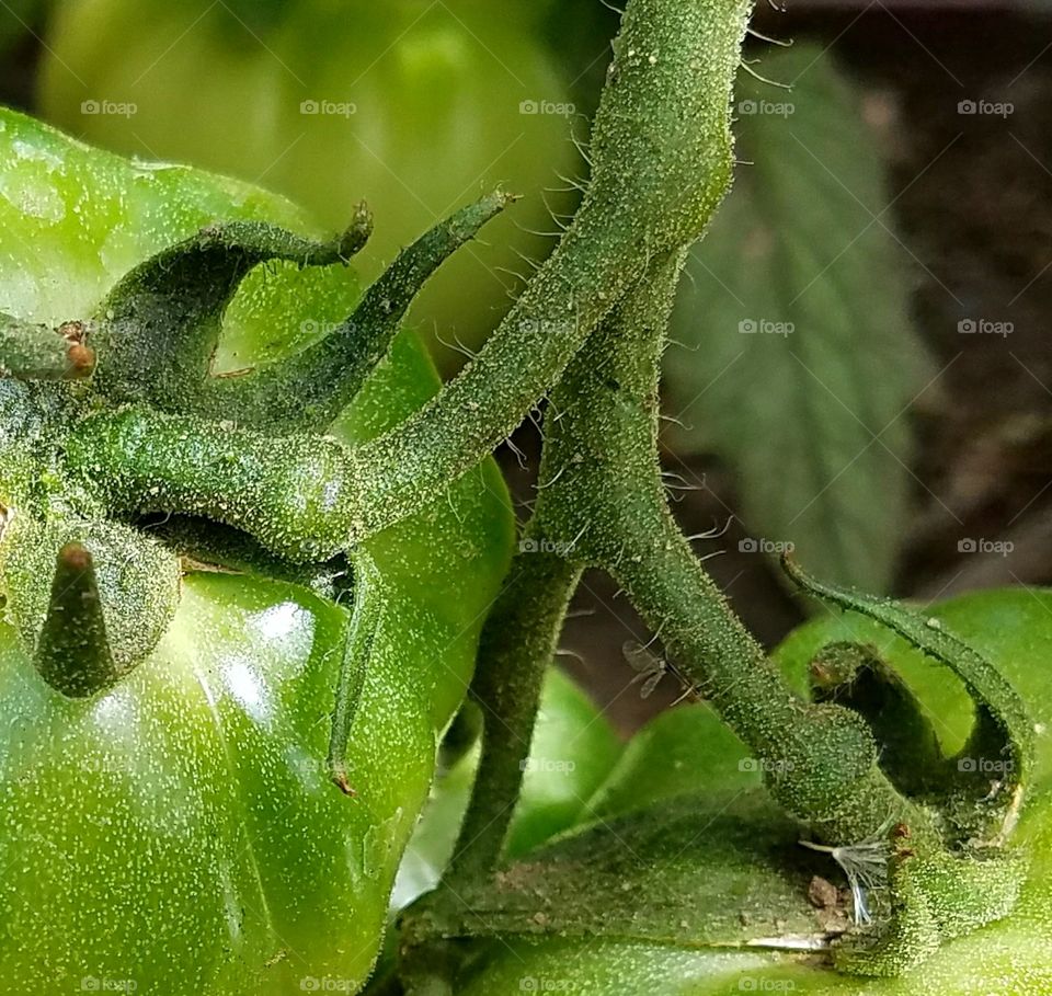 Green tomatoes on the vine--macro shot!