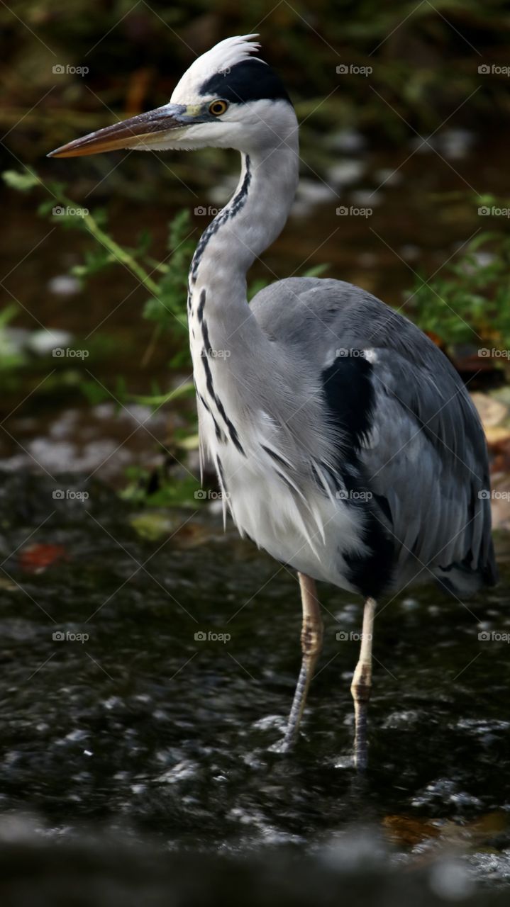 Gray heron