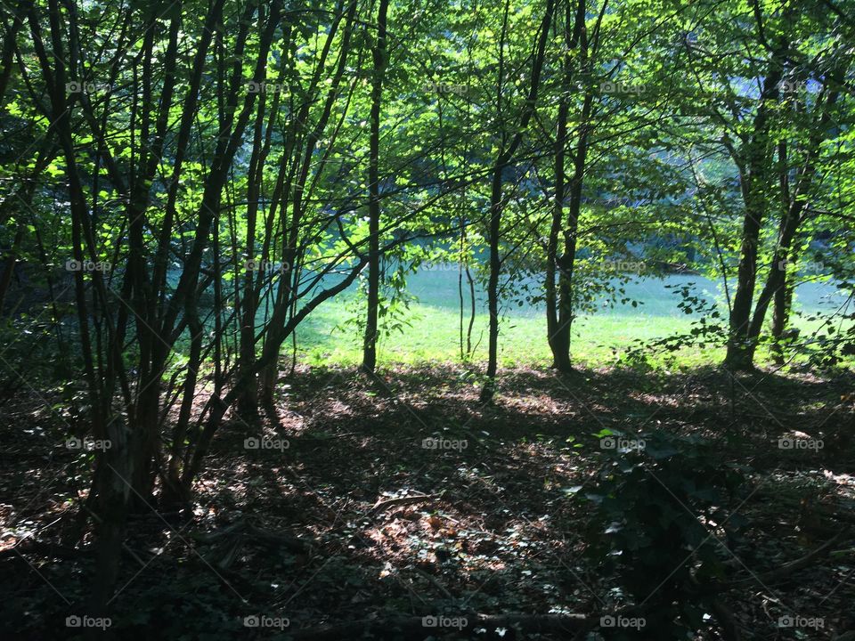 Fresh woods in summertime 