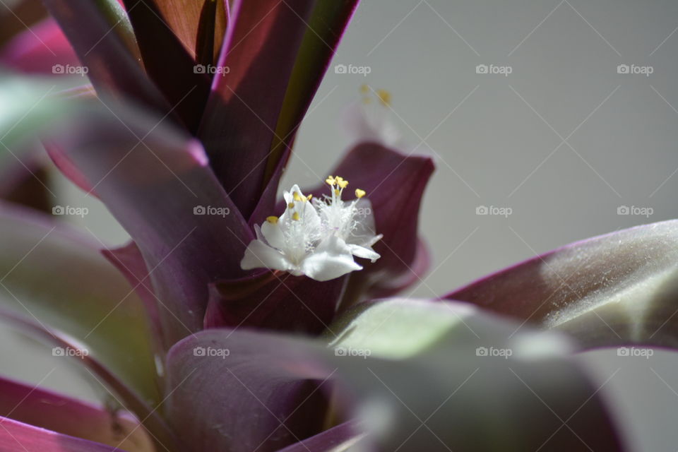 Flower, No Person, Nature, Wedding, Flora
