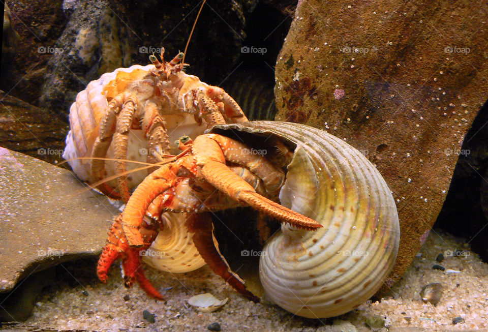 Hermit Crabs