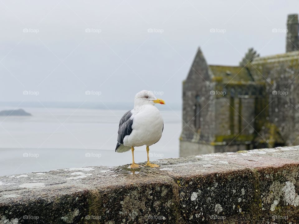 Sea gull sitting on a wall 
