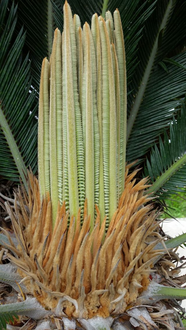 Palm, Tropical, Summer, Nature, Exotic