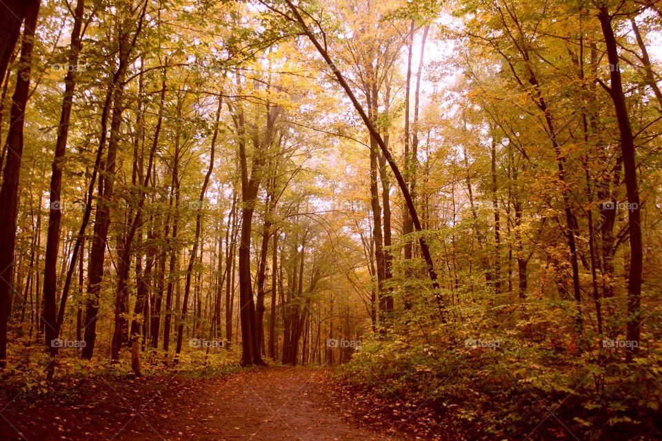 Misty day in Autumn park