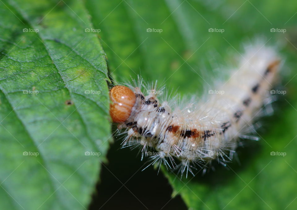 Caterpillar